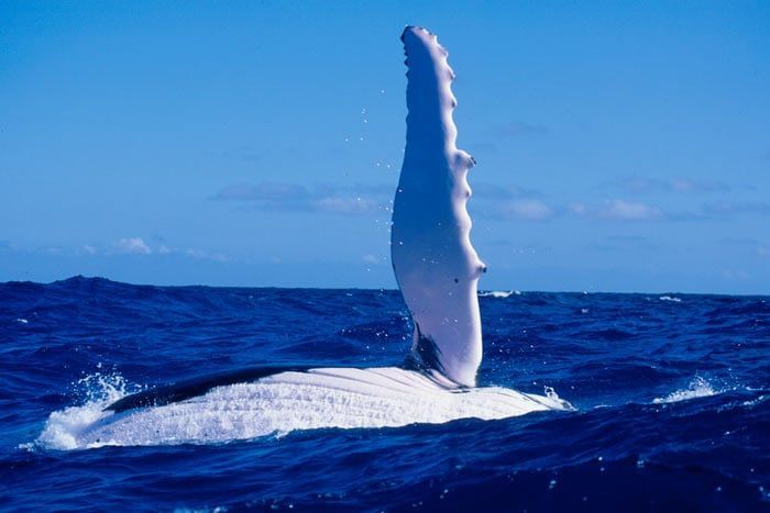 Combiné 6 îles - Passion Plongée