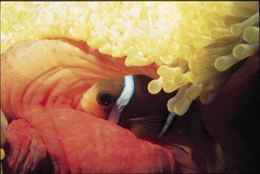 La faune et la flore sous marine