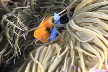 Plonge drivante , plonge sur les tombants .. etc ..