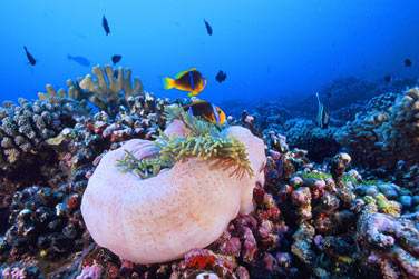 Les fonds marins du pacifique Sud sont exceptionnels ..