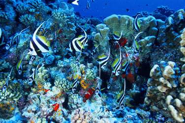 D'iles en iles vous comprendrez les diffrentes plonges ..