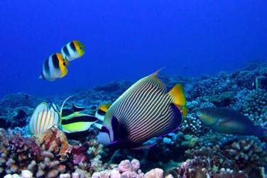La faune et la flore sous marine