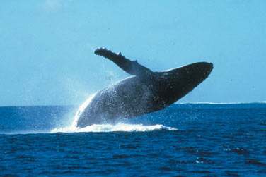 O de faire la rencontre des baleines de Rurutu de Juillet  Octobre ..