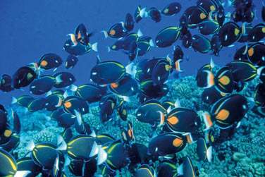 La faune et la flore sous marine