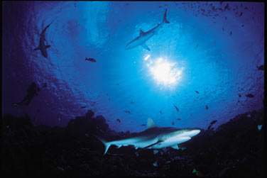Les requins de Polynsie