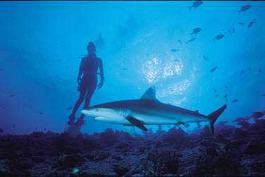 Avec ce monde sous marin...