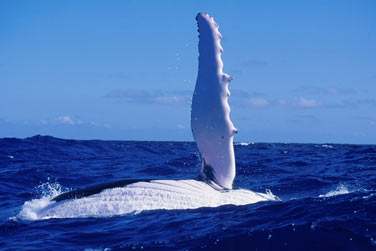 Les baleines prsentes dans les eaux des Australes de Juin  Octobre