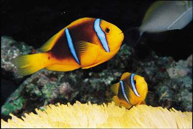 La faune et la flore sous marine