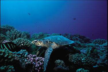 La faune et la flore sous marine