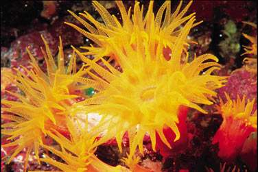 La faune et la flore sous marine