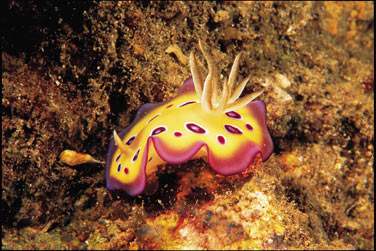 La faune et la flore sous marine