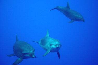 A Rangiroa dans la passe de Tiputa , vous aurez certainement la chance de nager avec ses superbes dauphins ..