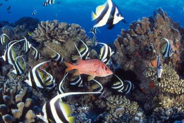 Je vous laisse regarder en images ..