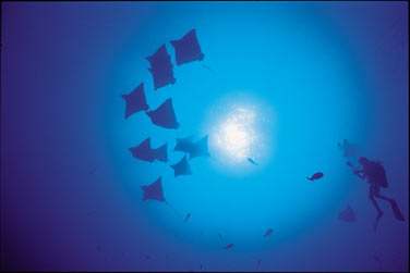 Chaque plonge est une exprience ..