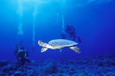 Et en voici les images ..