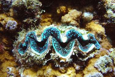 La faune et la flore sous marine