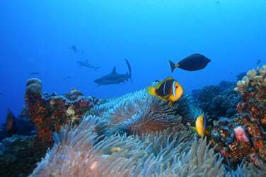 La faune et la flore sous marine