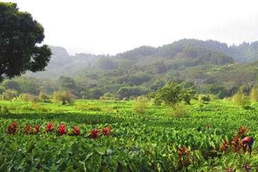 Ses paysages verdoyants et luxuriants