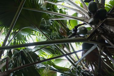 photo Raffles Praslin Seychelles