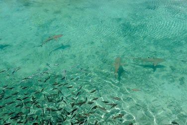 Ses eaux sont parmi les plus poissonneuses du monde...