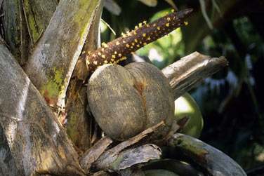 ... aux Cocos de mer 'dites coco fesse' ...