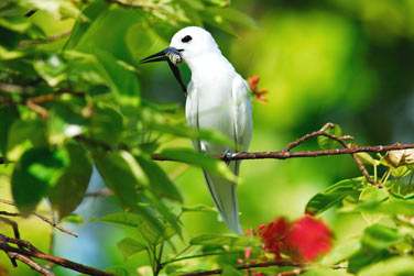 et ses oiseaux endmiques !