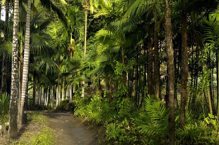 Une vgtation luxuriante