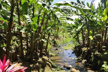 Profitez de votre sjour pour vous rendre au muse de la banane