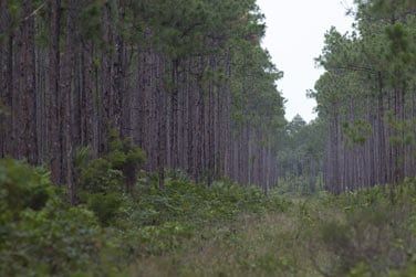Nature et sauvage, Andros est la plus grande le des Bahamas