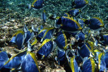 Faune luxuriante dont regorge Praslin