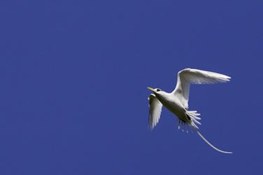 Puis prenez votre envol vers un autre petit paradis...