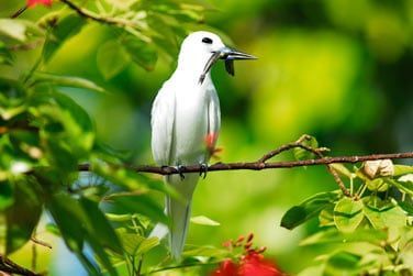 L'le est peuple de nombreuses espces d'oiseaux tropicaux