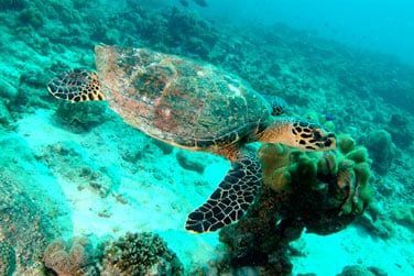 Un vritable aquarium naturel