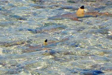 Aux petits requins de Rcifs...