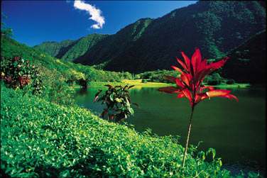 entour d'une nature tropicale