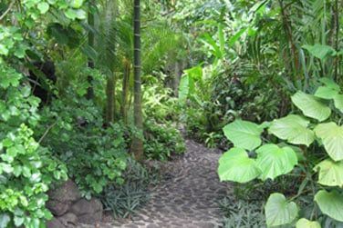 A cur d'une vgtation tropicale luxuriante