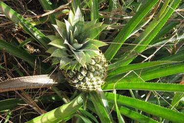 L'ile jardin et ses plantations d'ananas...