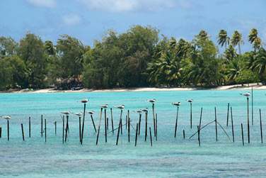 Dans nos les de la Polynsie Franaise !!