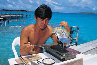 Vous dcouvrirez dans les Tuamotu les fermes perlires... et les sublimes perles noires de Polynsie !