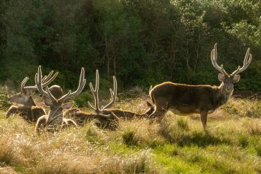 photo Combin 3 les - Archipel des Mascareignes Ile Maurice