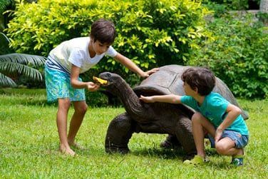 Rencontrez les clbres Tortues gantes des Seychelles