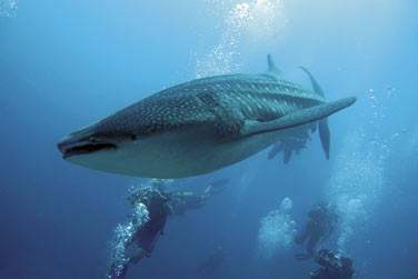 Partez  la rencontre des raies mantas et requins baleines