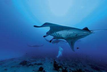 Le Constance Moofushi Resort est un paradis pour les plongeurs