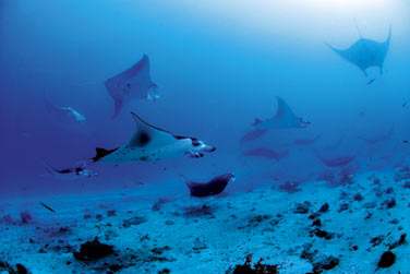 Les spots de plonge sont nombreux et rputs !