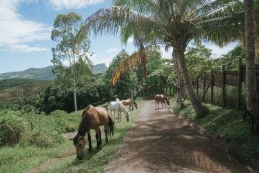 photo L'le Maurice autrement Ile Maurice