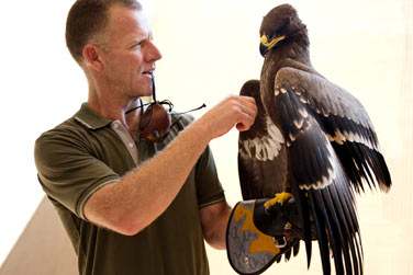 La fauconnerie est une activit traditionnelle que vous pourrez dcouvrir galement