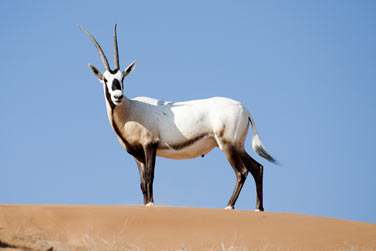 Les oryx sont de magnifiques animaux que vous aurez trs certainement l'occasion d'apercevoir...