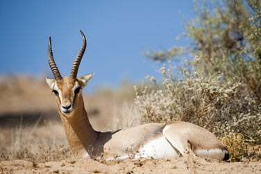 Les oryx, en voie d'extinction, vivent en libert dans la rserve naturelle...