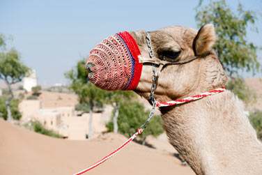 Une activit  ne pas manquer lors de votre sjour  l'htel Banyan Tree Al Wadi