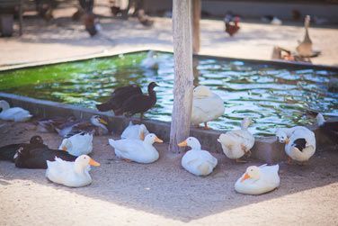 photo Denis Private Island Seychelles